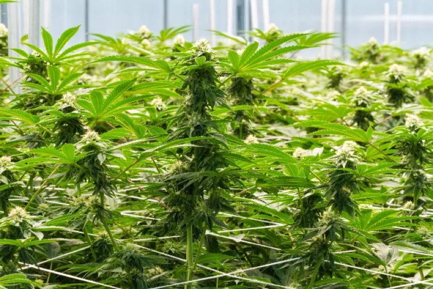 Flowering cannabis canopy in the Central Processors NY greenhouse