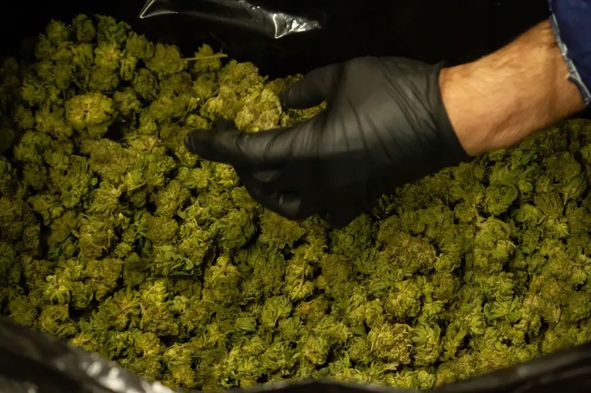 Bulk cannabis flower