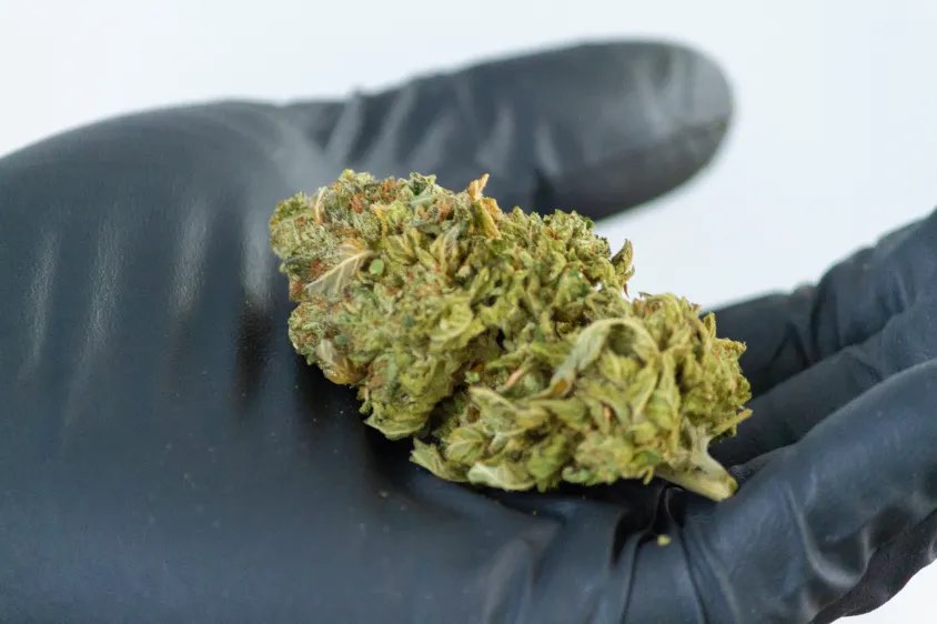 Cured cannabis flower
