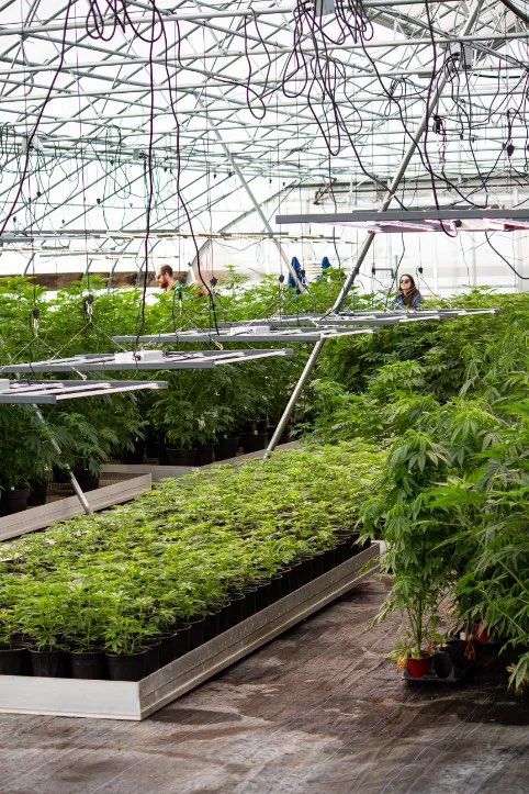 Rows of young cannabis plants in a greenhouse