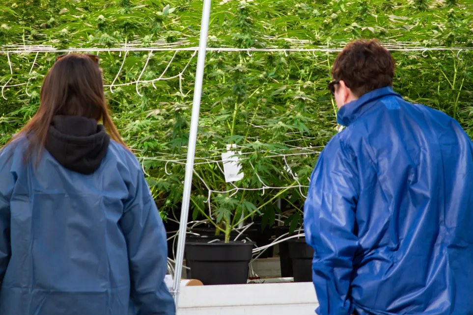 Central Processors NY team members inspecting plants in the grow