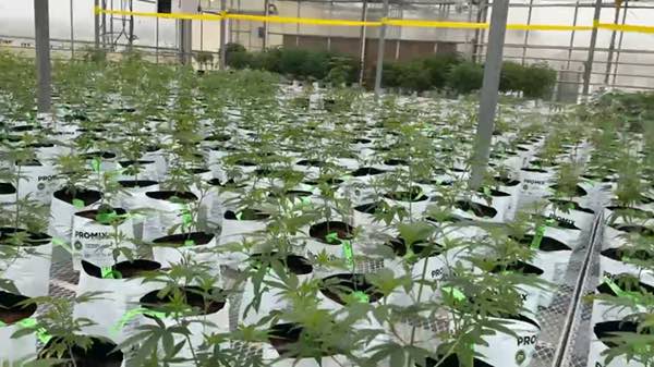 Rows of young cannabis plants in the Central Processors NY greenhouse