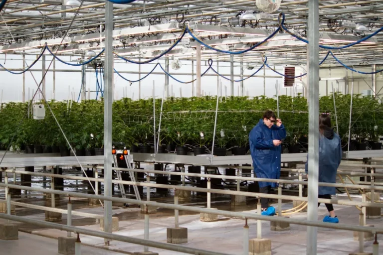 Build A Cannabis Processing Facility